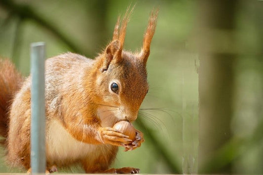 does squirrel repellent work