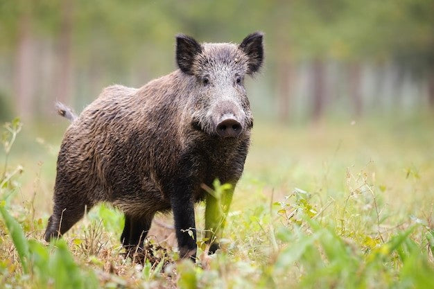 wild boar repellent