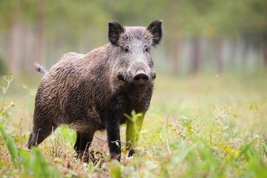 wild boar repellent