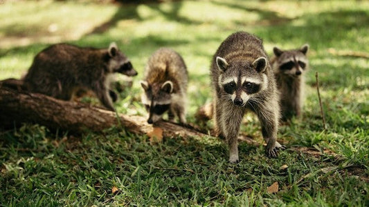 What is fox urine used for