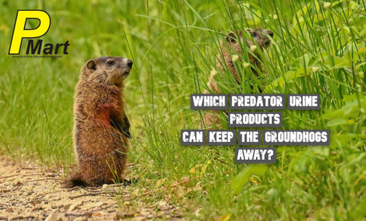 how to get rid of groundhogs
