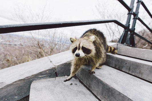 How to repel raccoons.