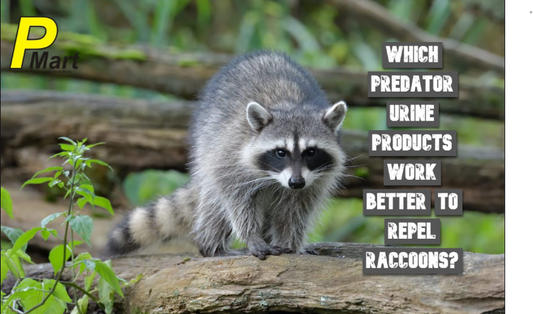 how to get rid of raccoons 