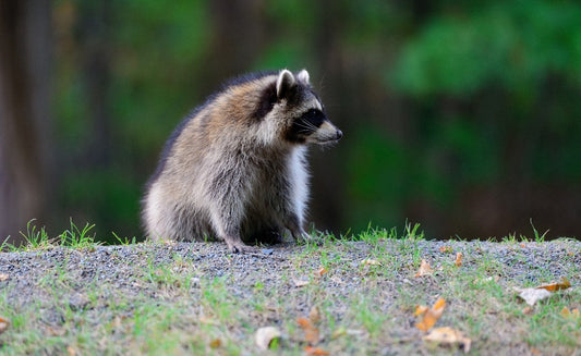 how to repel skunks