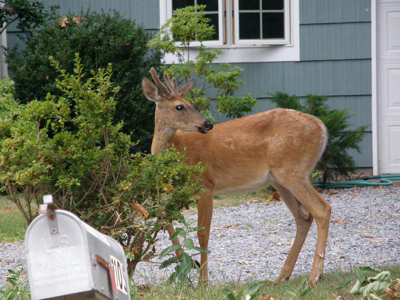 3 Best Animal Repellent Products for Your Home and Garden