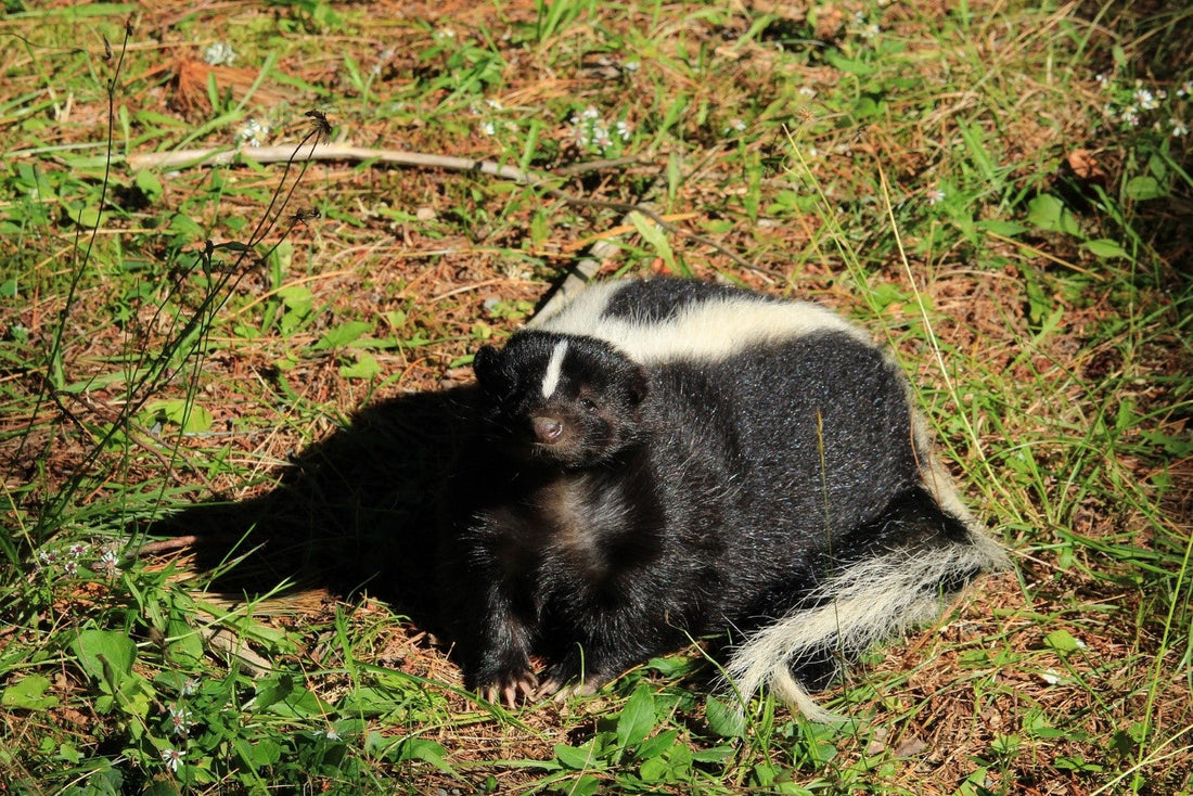 3 Best Ways to Use Skunk Urine for Pest Control
