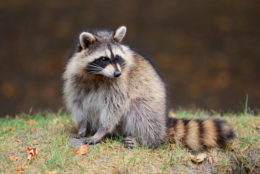 What do skunks smell like