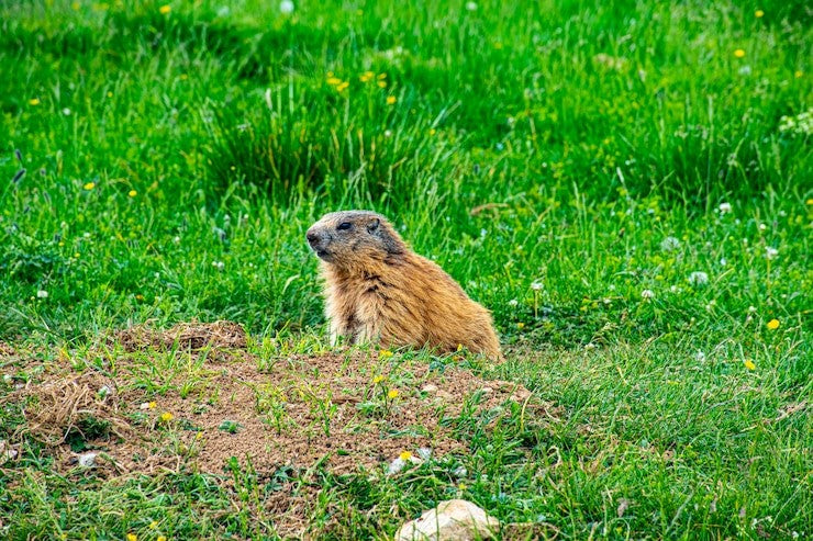 how to repel groundhogs