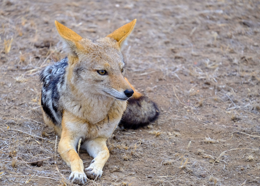 wolf urine for coyotes  