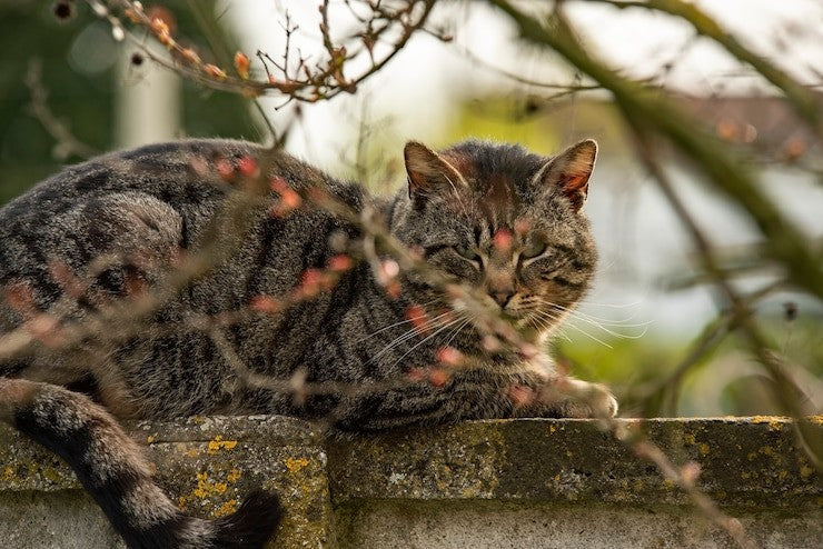How to repel feral cats