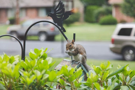 how to repel squirrels from garden