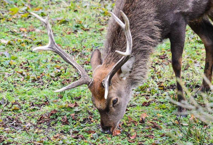 How to stop deer from eating plants