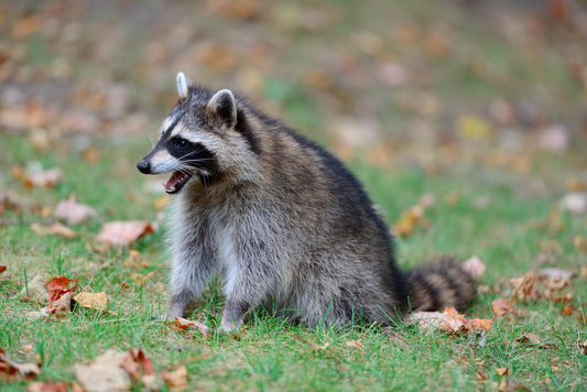 raccoon repellent spray