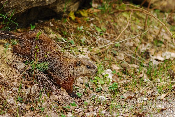 natural woodchuck repellent
