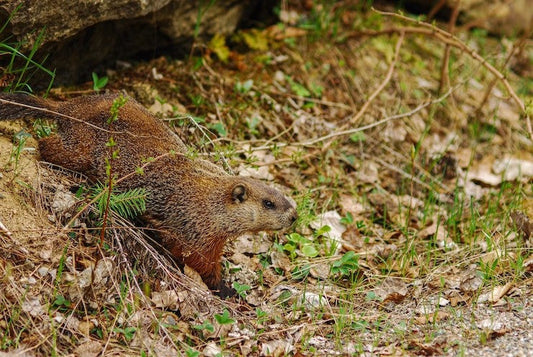 natural woodchuck repellent