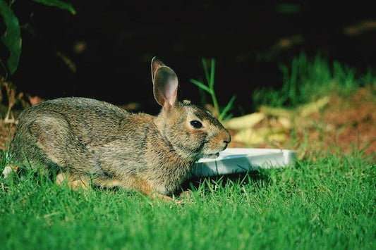 how to repel rabbits
