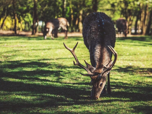 how to repel deer from garden
