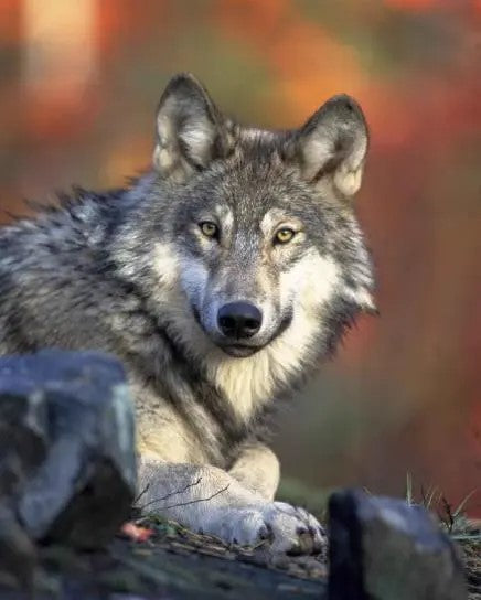 wolf urine pellets