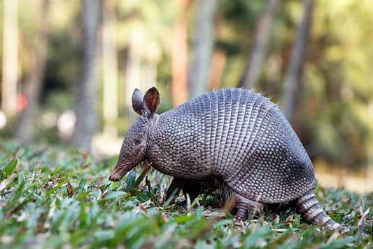 fun facts about armadillos