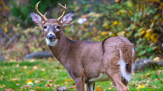 Interesting Facts About Deer