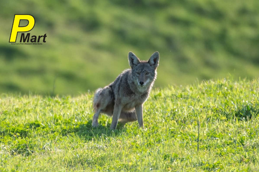 coyote urine spray