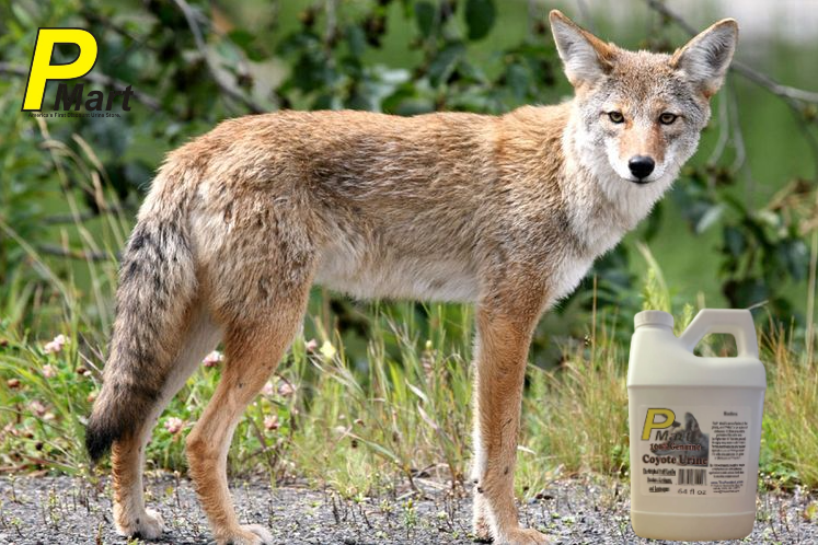 How to Make Sure Coyote Urine and Its Byproducts Are Safe for Use
