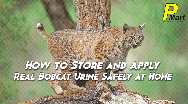 How to Store and Apply Real Bobcat Urine Safely at Home
