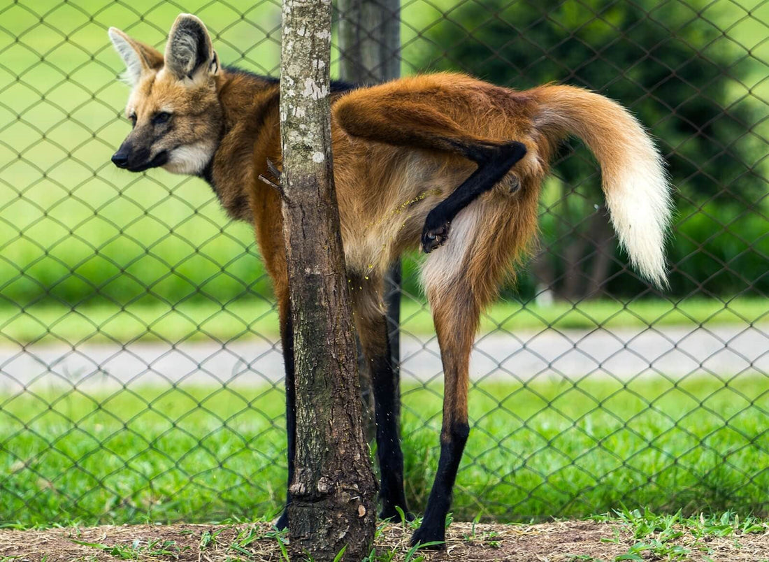 Predator Pee Wolf Urine - Why Is It the Best Choice to Deter Wild Animals?