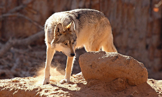 wolf urine granules  