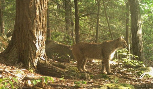 bobcat urine