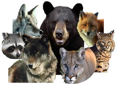 best animal repellent products