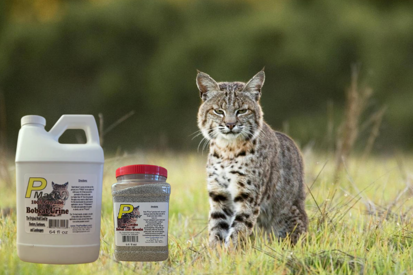 Why Bobcat Urine Is A Better Option To Keep Mice Away