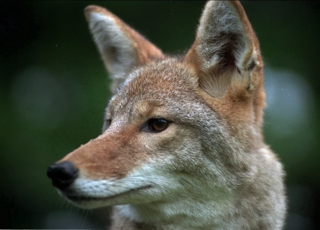 Why Farmers and Gardeners Trust Coyote Urine Pellets