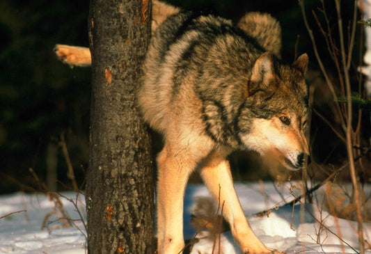 wolf urine vs other predator pee