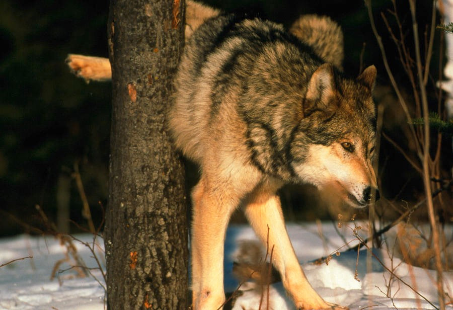 Wolf Urine vs. Other Predator Pee: Which Is Best for Your Needs?