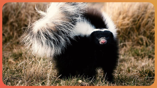 Why do skunks spray