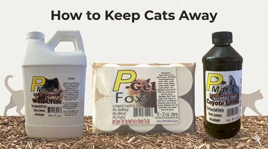 How to keep cats away