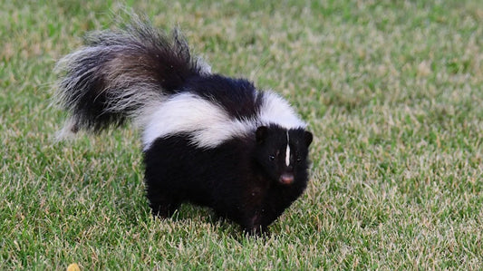 Fun facts about skunks