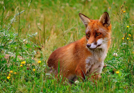 facts about foxes