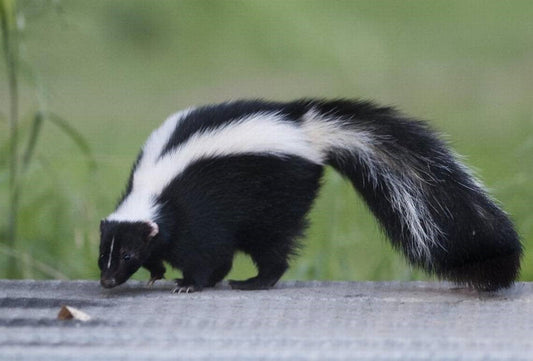 How Far Can a Skunk Spray