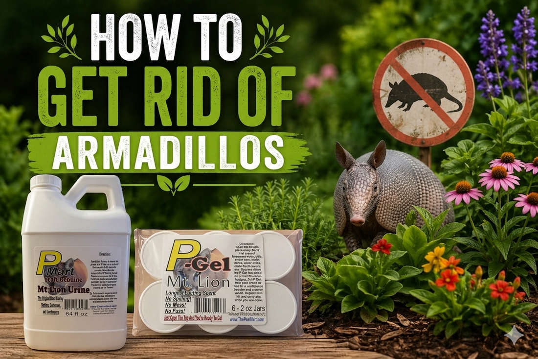 How to Get Rid of Armadillos