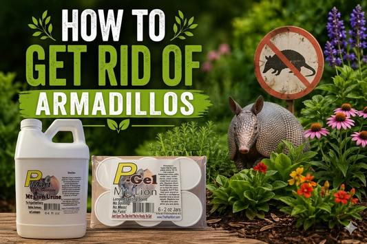 How to Get Rid of Armadillos