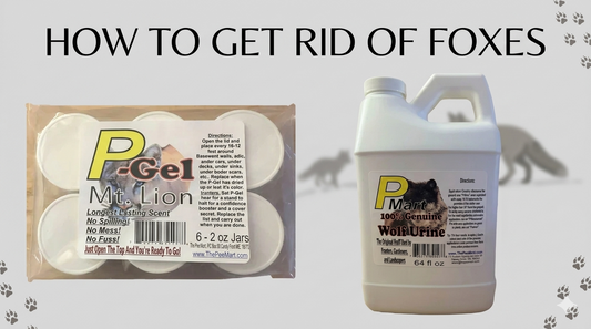 How to Get Rid of Foxes