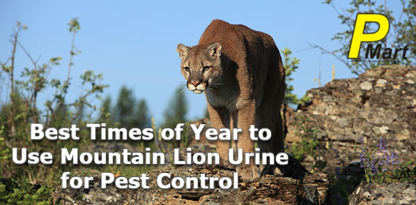 Best Times of Year to Use Mountain Lion Urine for Pest Control