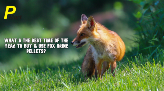 fox urine pellets