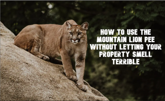 mountain lion urine