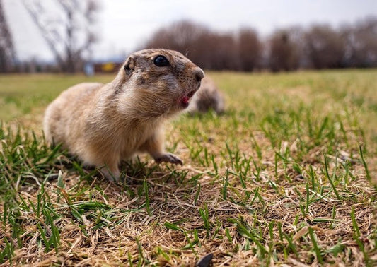 natural gopher repellent