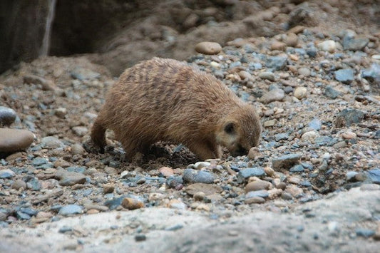 Predator Urine for Groundhogs: Protect Your Garden Easily
