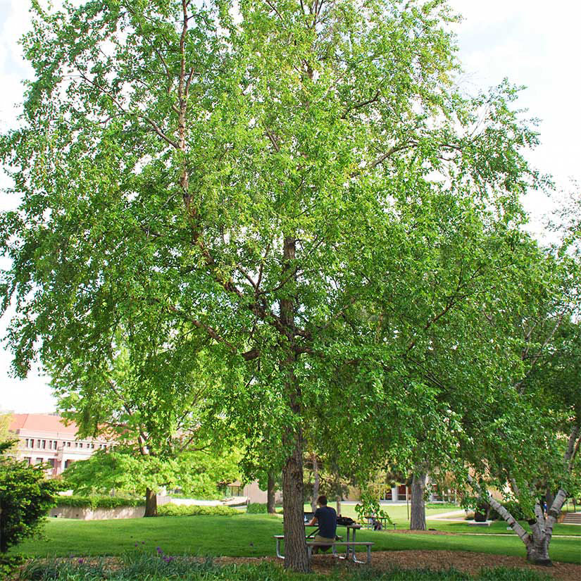 River Birch Live Tree 12–18” Tall - Bareroot Betula nigra - Hardy Deciduous Tree for Zones 4–9 - Ornamental Shade Tree