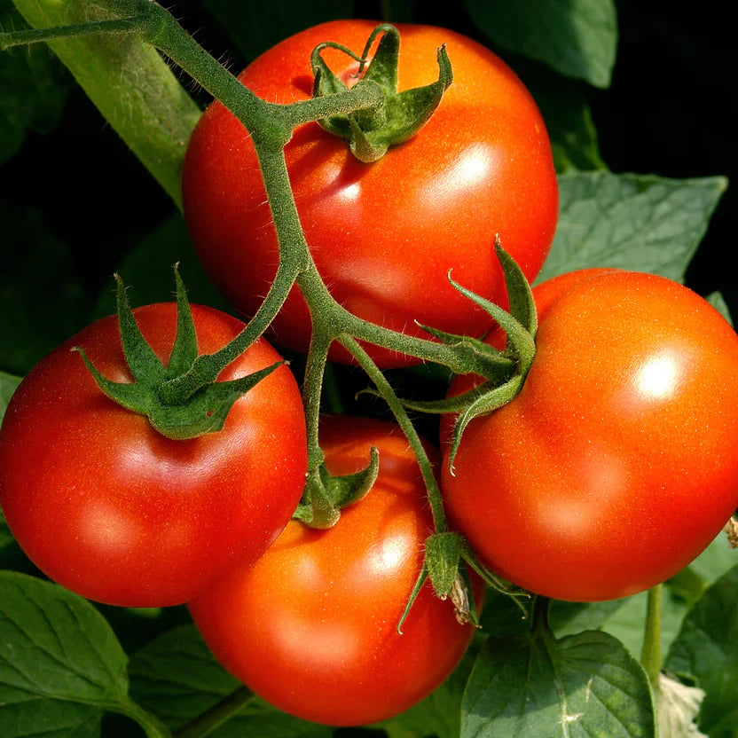 2 Celebrity Tomato Live Plants (Solanum lycopersicum) 6–10" | Popular Slicer | Disease-Resistant Garden Vegetable Starter Plants